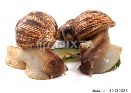 africa snails isolated africa snails isolated 50459028