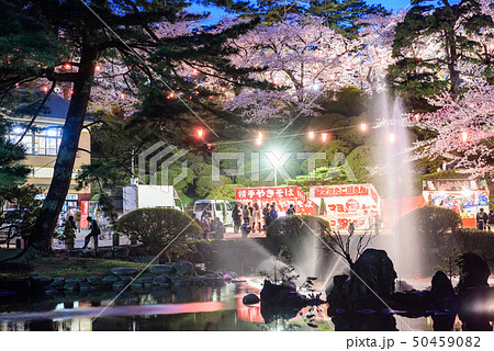 千秋公園の夜桜 50459082