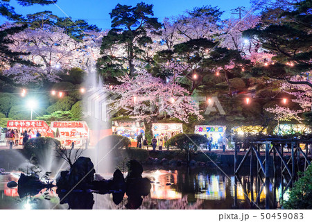 千秋公園の夜桜 50459083