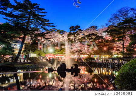 千秋公園の夜桜 50459091