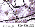 下から見る桜満開 50459133