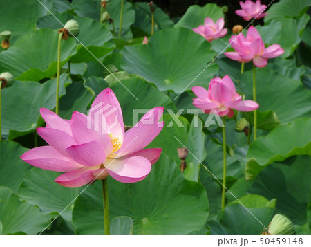 ハス-ピンクのハスの花が斜めに並んで咲く風景 ハス-ピンクのハスの花が斜めに並んで咲く風景 50459148