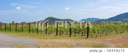 Silverlake vineyard Pattaya Silverlake vineyard Pattaya 50459175