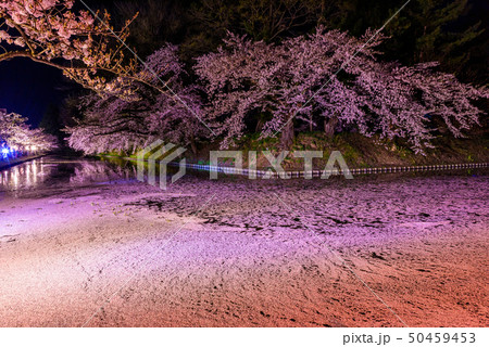 夜桜 弘前城桜祭り 夜桜 弘前城桜祭り 50459453