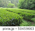 新緑の茶畑 50459663
