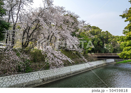 愛知県 小牧市 合瀬川の桜並木 愛知県 小牧市 合瀬川の桜並木 50459818