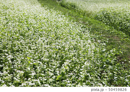 自然 植物 花 50459826