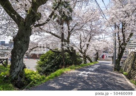 愛知県　犬山市　犬山遊園駅桜 50460099