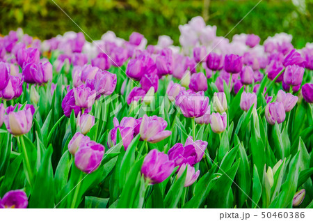 purple tulips flower field purple tulips flower field 50460386