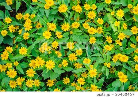 yellow zinnia field yellow zinnia field 50460457