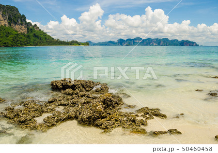 coral on beach with mountian background focus on coral on beach with mountian background focus on 50460458