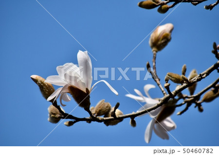辛夷(コブシ)〜Kobushi magnolia. 辛夷(コブシ)〜Kobushi magnolia. 50460782