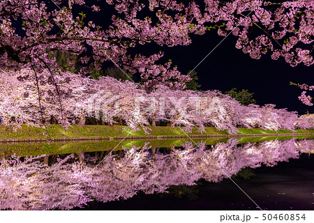 弘前城桜祭り　夜桜 50460854