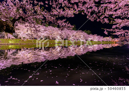 弘前城桜祭り　夜桜 50460855