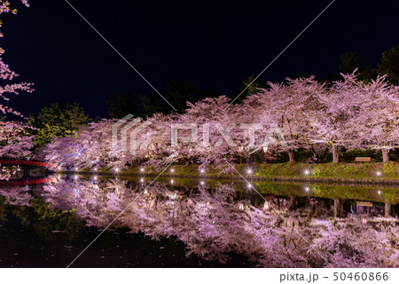弘前城桜祭り　夜桜 50460866