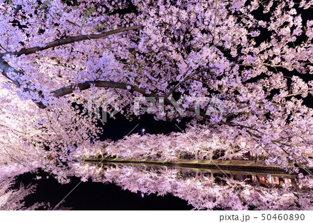 弘前城桜祭り 夜桜 弘前城桜祭り 夜桜 50460890