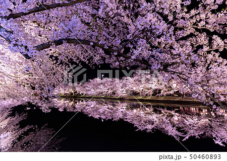 弘前城桜祭り 夜桜 弘前城桜祭り 夜桜 50460893