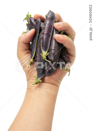 クレオパトラ豆 50460902