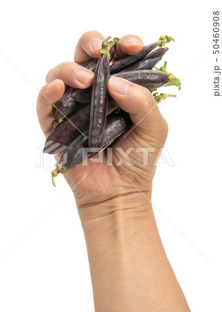 クレオパトラ豆 クレオパトラ豆 50460908