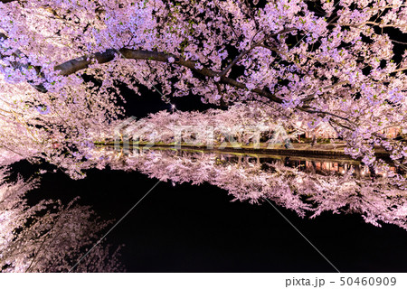 弘前城桜祭り 夜桜 弘前城桜祭り 夜桜 50460909