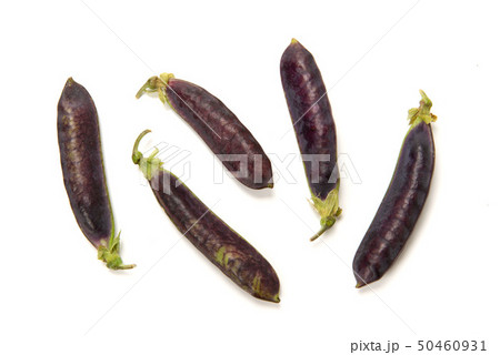 クレオパトラ豆 50460931