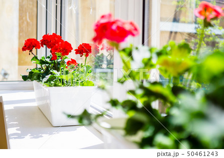 Red geranium flowers on windowsill at home balcony window 50461243