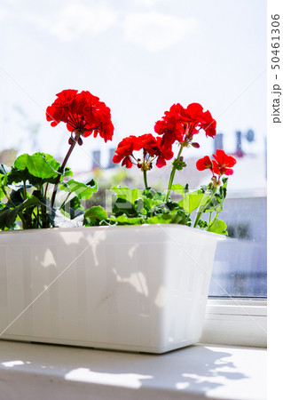 Red geranium flowers on windowsill at home balcony window Red geranium flowers on windowsill at home balcony window 50461306