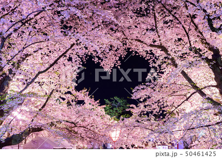 ハート桜 50461425