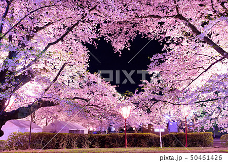 ハート桜 50461426