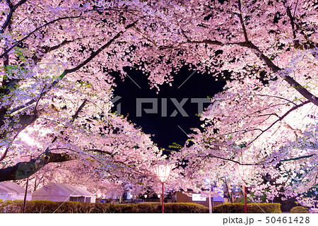 ハート桜の写真素材 [50461428] - PIXTA