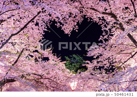 ハート桜 50461431