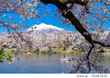 弘前城桜祭り 弘前城桜祭り 50461620