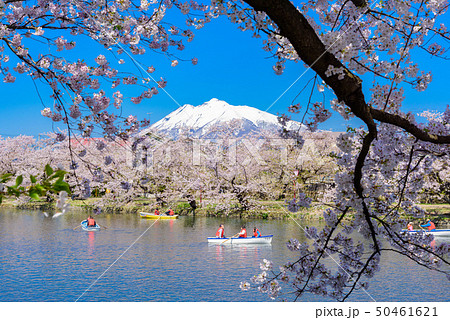 弘前城桜祭り 50461621