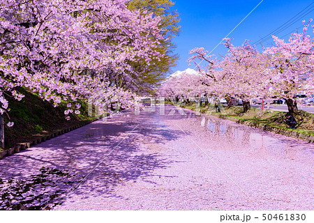 弘前城桜祭り　花筏 50461830