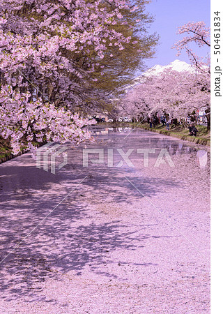 弘前城桜祭り　花筏 50461834