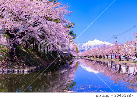 弘前城桜祭り 花筏 弘前城桜祭り 花筏 50461837