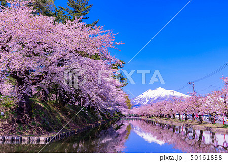 弘前城桜祭り　花筏 50461838
