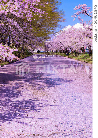 弘前城桜祭り　花筏 50461845