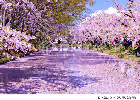 弘前城桜祭り　花筏 50461848
