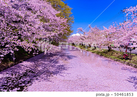弘前城桜祭り　花筏 50461853