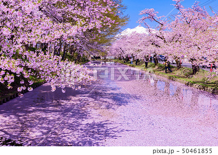弘前城桜祭り 花筏 弘前城桜祭り 花筏 50461855