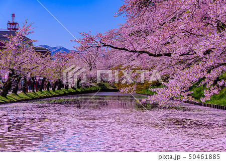 弘前城桜祭り　花筏 50461885