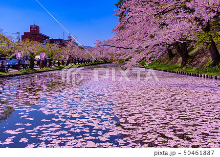 弘前城桜祭り　花筏 50461887