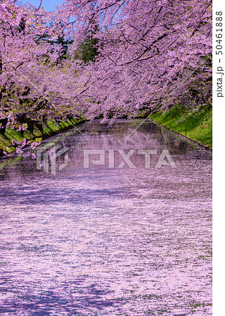 弘前城桜祭り　花筏 50461888