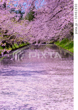 弘前城桜祭り 花筏 弘前城桜祭り 花筏 50461930