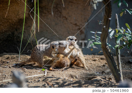 動物園のミーアキャット 動物園のミーアキャット 50461960