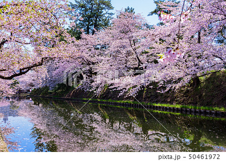弘前城桜祭り　花筏 50461972