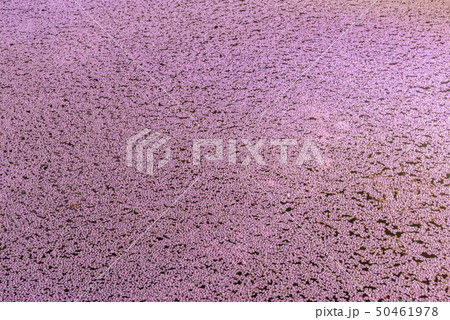 弘前城桜祭り 花筏 弘前城桜祭り 花筏 50461978
