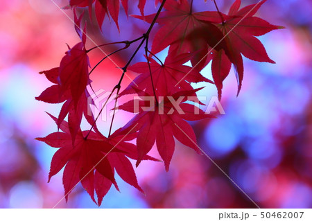 紅葉 50462007