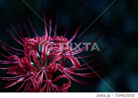 彼岸花(曼珠沙華) 彼岸花(曼珠沙華) 50462008